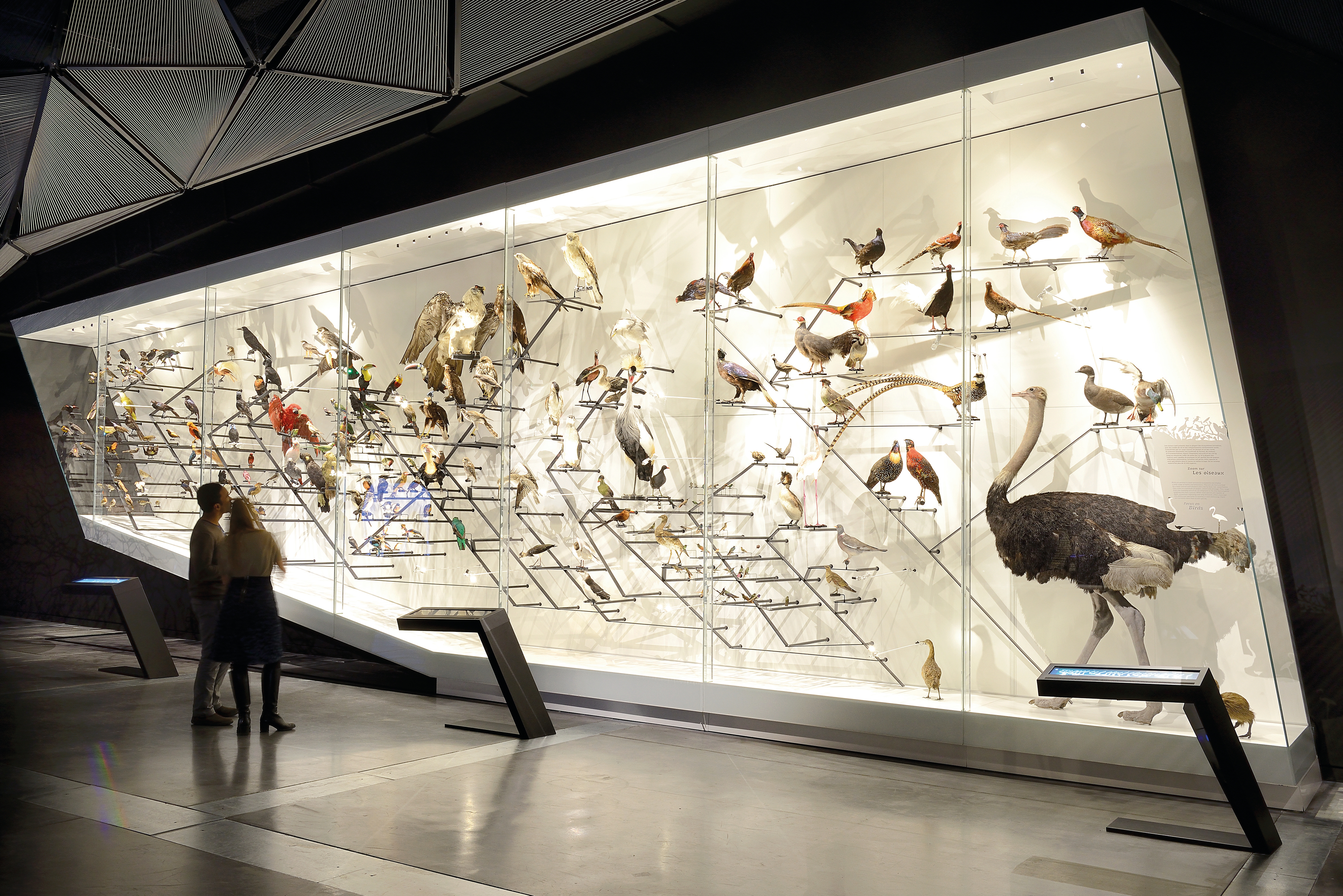 Display Case - One-off