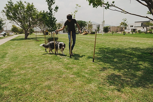 ▷ Construcción de parques para perros en México / Doplay
