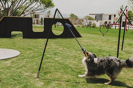 Juegos para perros en parques hotsell