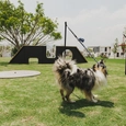 Parque perros BKT-DOG