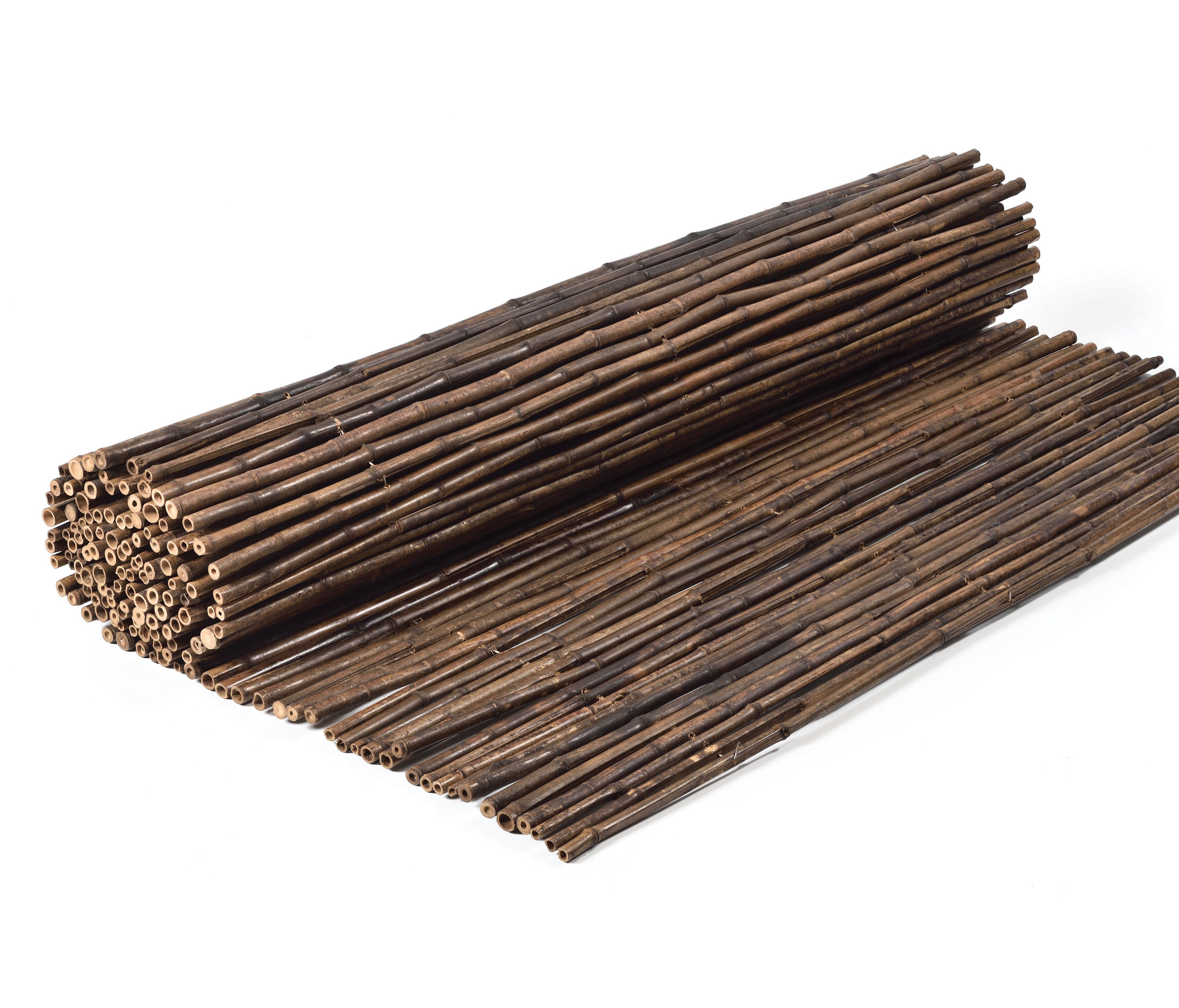 Bamboos - Nigra Bamboo