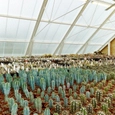 Translucent Building Elements in Rooftop Greenhouse