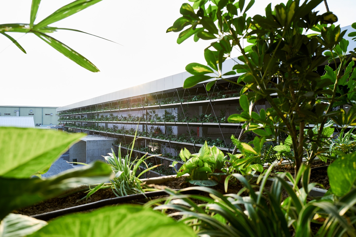 Green Walls in Jakob Saigon Factory