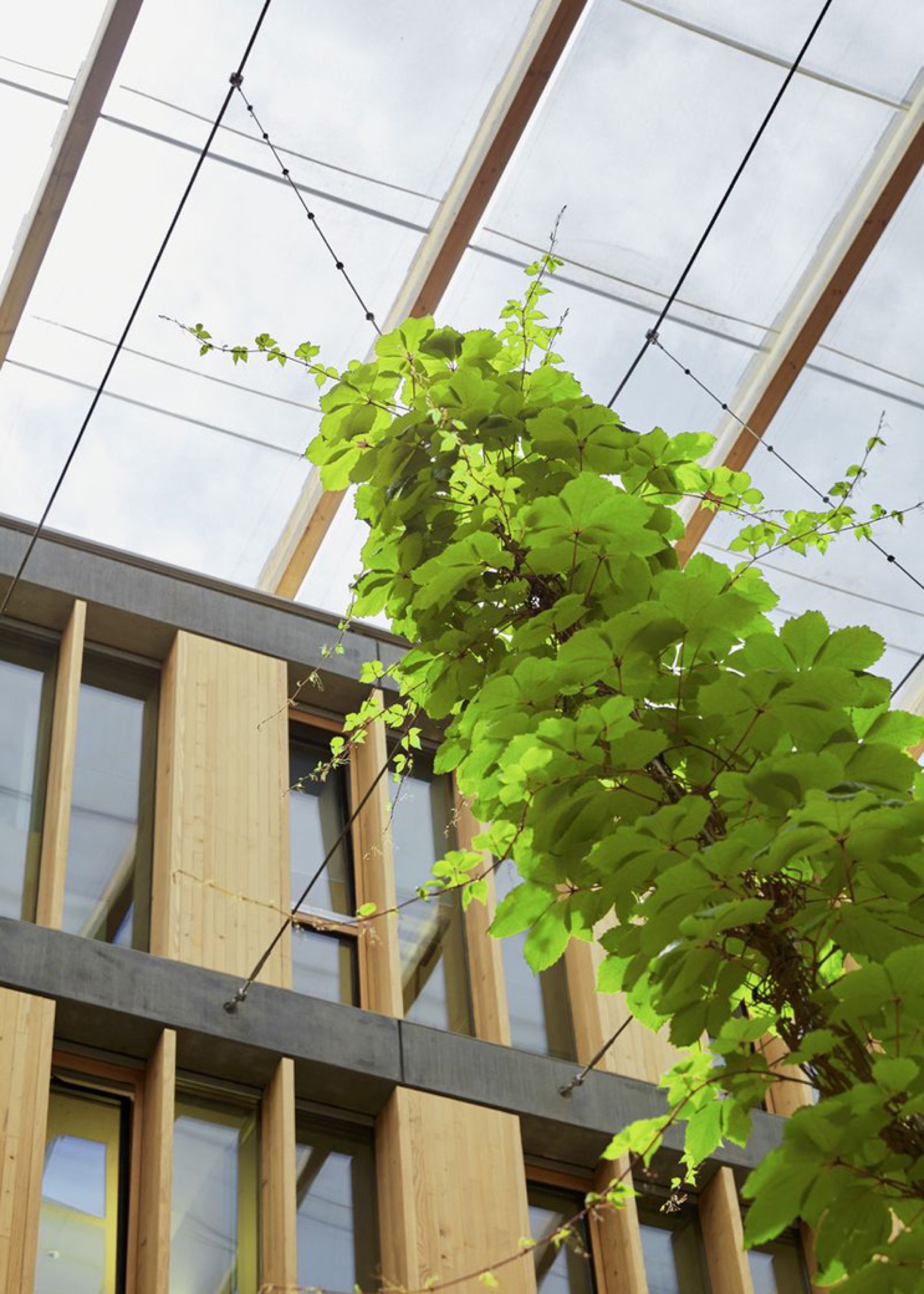 Webnet System for Green Courtyards