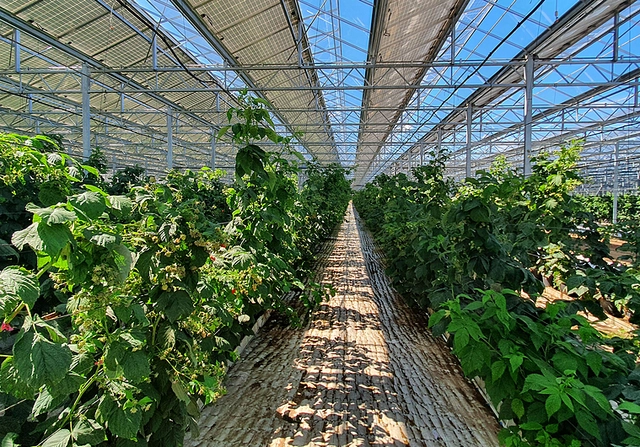 Photovoltaic greenhouses from Deforche