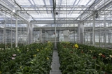 Research Greenhouses