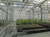 Venlo Greenhouse in ILVO Belgium