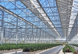 Venlo Solar Windows in Photovoltaic Greenhouse