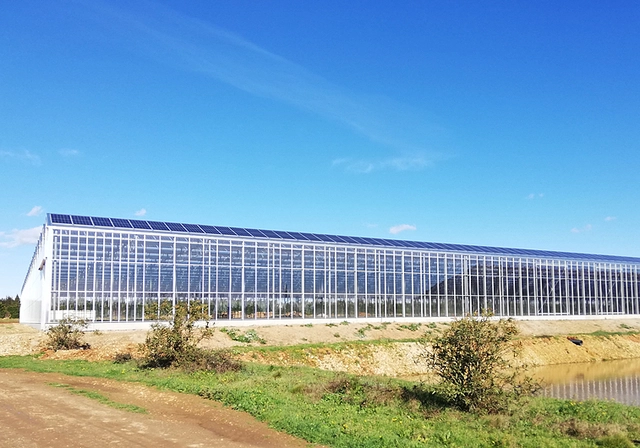 Venlo Solar Windows in photovoltaic greenhouse for farming from Hedafor 