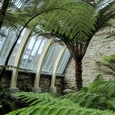 Glass Roof  in Benmore Botanical Greenhouse