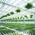 Greenhouse - Venlo