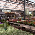 Widespan Greenhouse for Coppelmans Garden center