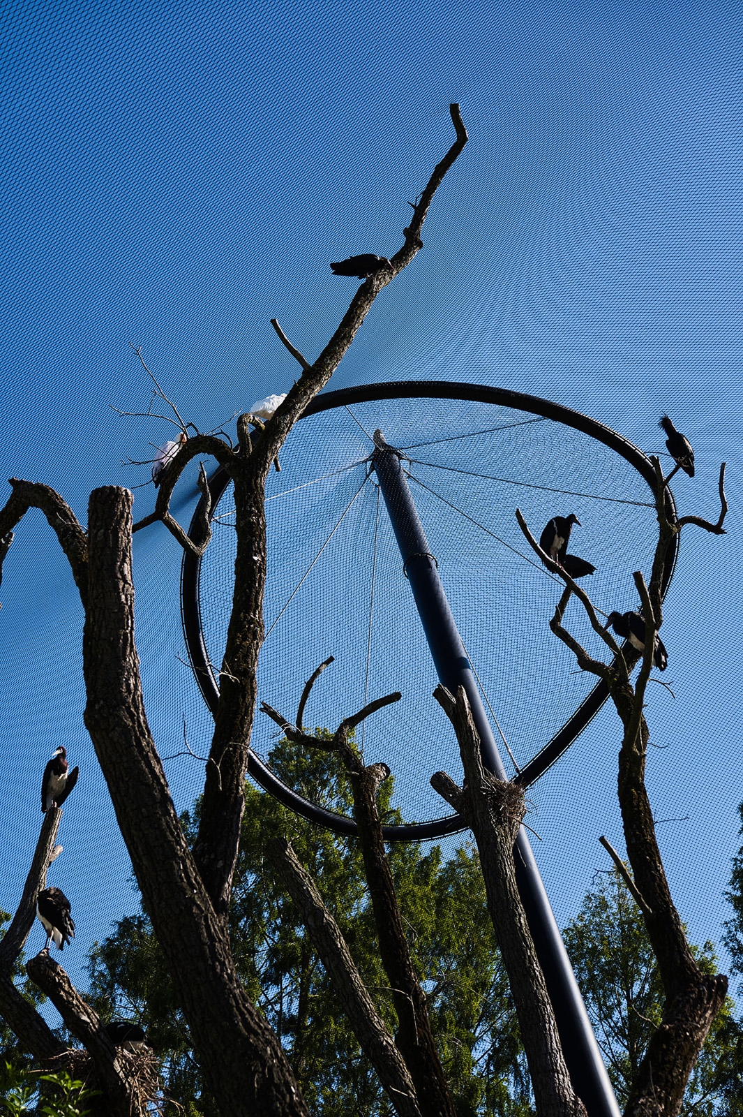 Webnet Micro in Luisenpark Aviary Renovation