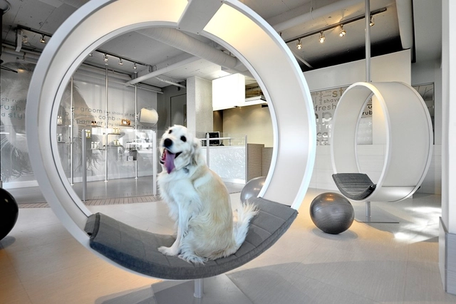 Unleashed Dog Spa / Square One Interiors - 室内设计