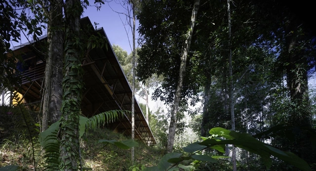 Shelter @ Rainforest / Marra + Yeh Architects - Preservation Site, Stairs, Forest