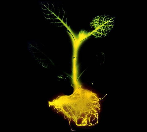¿Pueden los árboles luminosos llegar a sustituir el alumbrado eléctrico? - Imagen Principal