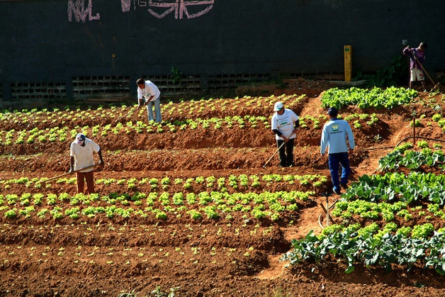 Produção de alimentos e geração de empregos em áreas abandonadas em SP - Imagem de Destaque