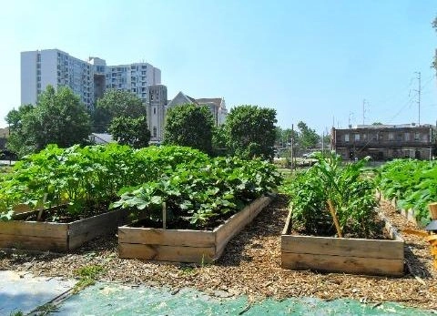 Milwaukee Urban Farm Movement Grows - Featured Image
