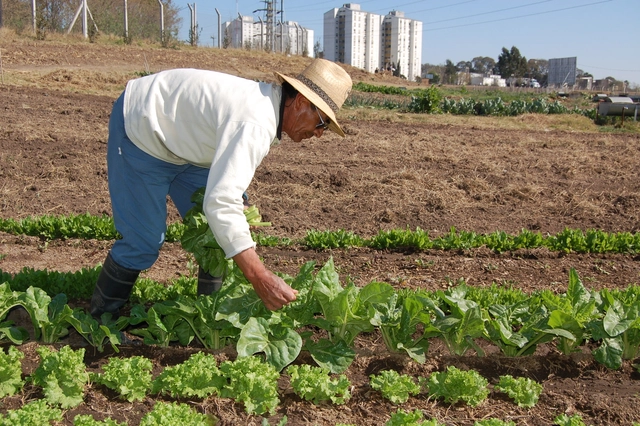 Agricultura Urbana en Latinoamérica: ¿Una opción real de alimentación para nuestras ciudades? - Imagen Principal