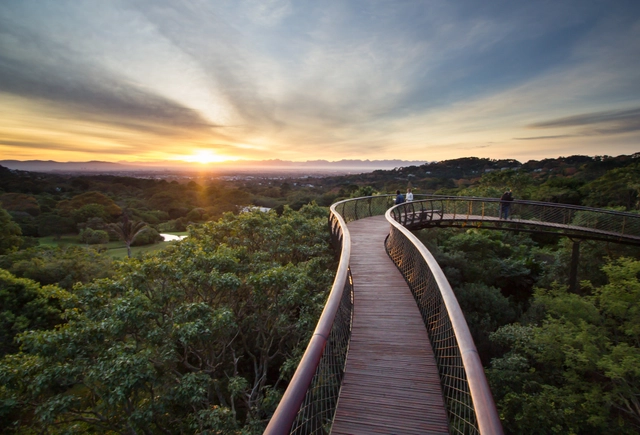 Kirstenbosch Centenary tree canopy walkway / Mark Thomas Architects - Bridges , Forest, Coast