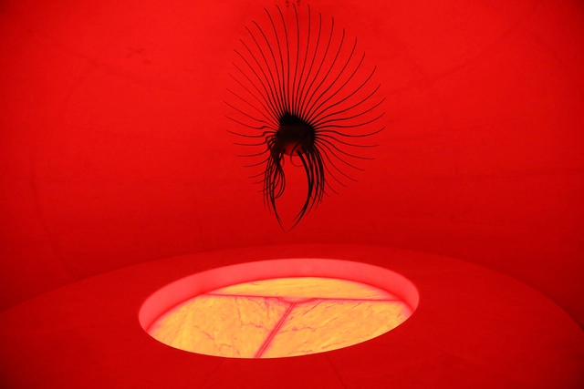 OVO / Camilo Rebelo - Instalación