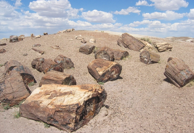 En Construcción: El Futuro de la Madera Petrificada - Imagen Principal