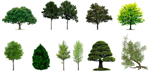 Site disponibiliza dezenas de imagens de vegetação para inserir em renders - Imagem de Destaque