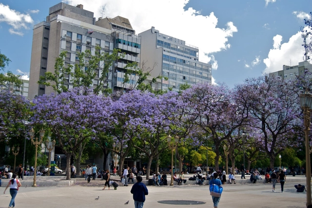 Un mapa interactivo permite ubicar los árboles de Jacarandá, el símbolo de la primavera en Buenos Aires - Imagen Principal
