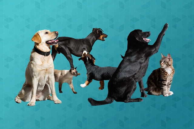 Deixe seus renders mais humanos com estas escalas de cães e gatos - Imagem de Destaque