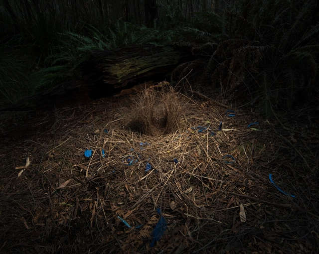 El ritual de apareamiento del 'bowerbird' como método de seducción arquitectónico - Imagen Principal