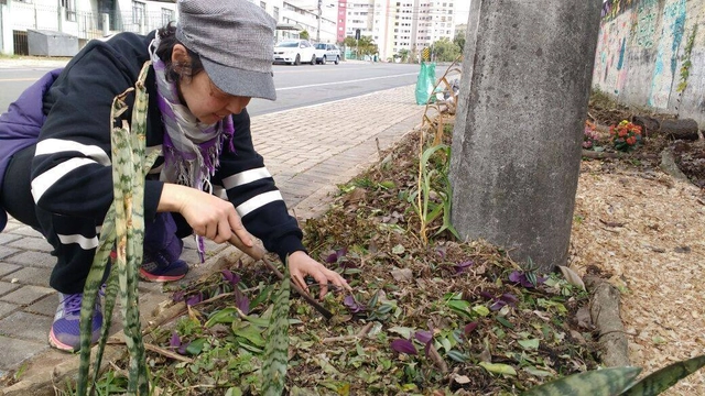 Curitiba libera cultivo de hortas nas calçadas e vai regulamentar a prática - Imagem de Destaque