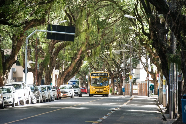 Manual técnico de arborização urbana com espécies da mata atlântica é lançado em Salvador - Imagem de Destaque