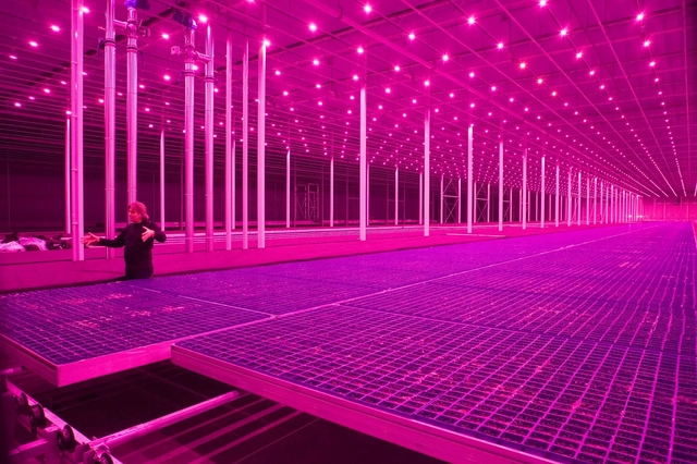 Rem Koolhaas y el Guggenheim llevarán a cabo un proyecto de investigación que explorará los 'cambios radicales del campo' - Imagen Principal
