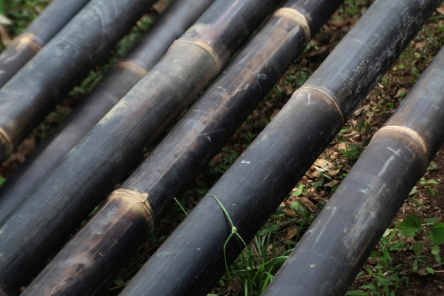 Alerta de material notable: el Bambú Negro - Sustentabilidad