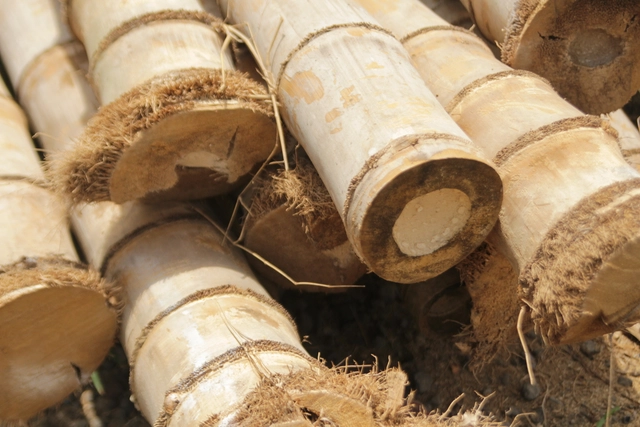 ¿Podrá alguna vez el Bambú masificar su uso dentro de la industria de la construcción? - Sustentabilidad