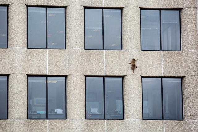 La arquitectura detrás de la escalada viral de un valiente mapache - Imagen Principal
