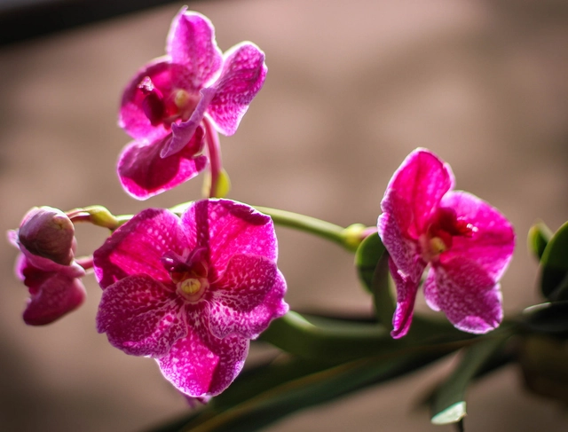  Colombia tendrá nuevo herbario para la protección de orquídeas  - Imagen Principal
