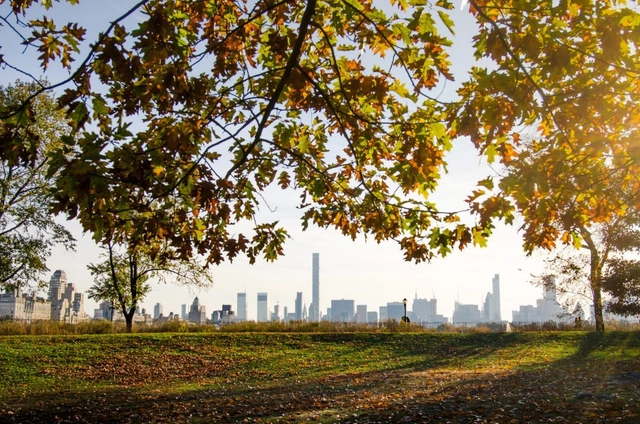Cities Should Think of Trees as Public Health Infrastructure - Featured Image