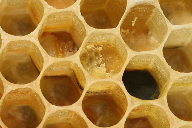 Por qué debes mirar la naturaleza para hacer arquitectura eficiente - Imagen Principal