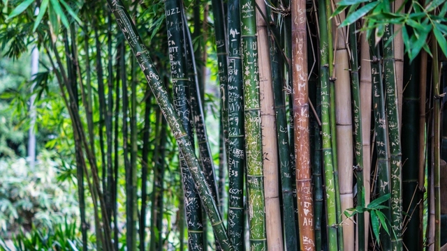 PROJETO BAMBU: Introdução de espécies, manejo, caracterização e aplicações - Imagem de Destaque