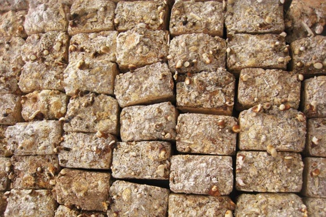 Pesquisador desenvolve tijolo de cogumelos mais resistente que concreto - Imagem de Destaque