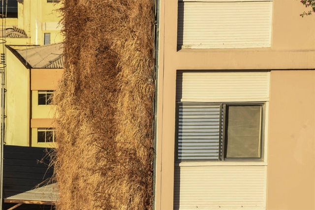 Jardins verticais do Minhocão secam e viram transtorno para moradores - Imagem de Destaque