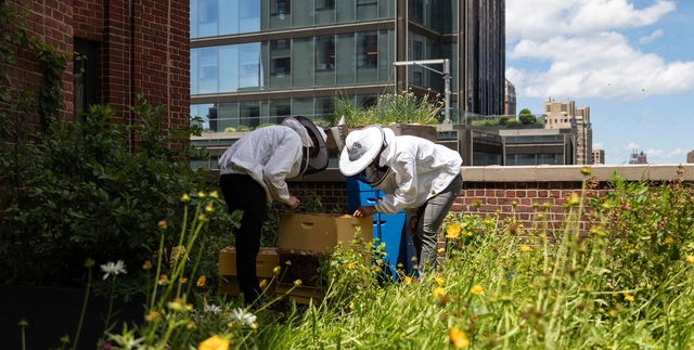 How Can Cities Help and Be Helped by Bees - Featured Image