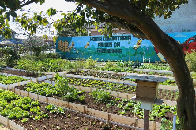 Terreno usado para acumular lixo vira horta urbana em Curitiba - Imagem de Destaque