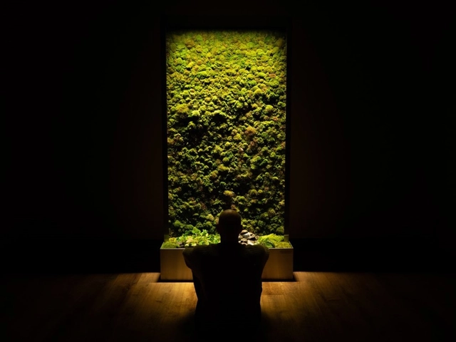 Por qué incorporar paredes de musgo en la arquitectura - Sustentabilidad