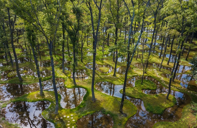 El Jardín de Agua Art Biotop de Junya Ishigami recibe el Premio Obel 2019 - Imagen Principal