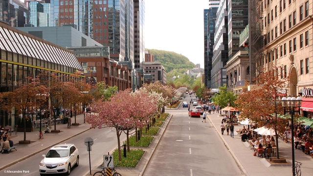 McGill College: An Avenue Reinvented International Multidisciplinary Urban Design Competition - Featured Image