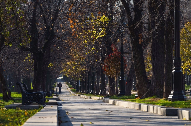 20 Espécies nativas para arborização urbana - Imagem de Destaque