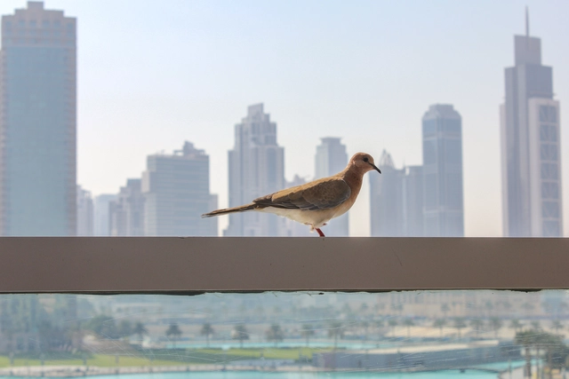 Que vidros utilizar para evitar que aves se choquem com os edifícios - Imagem de Destaque