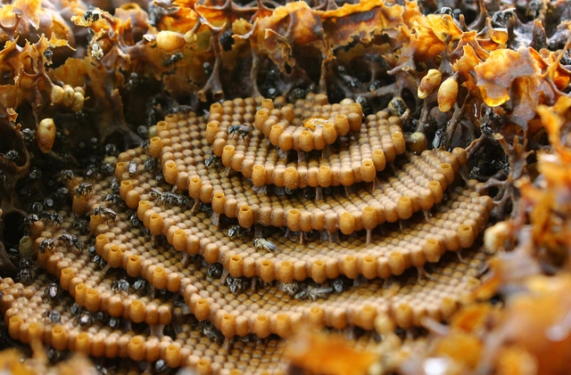 A incrível arquitetura das colmeias de abelhas - Sustentabilidade